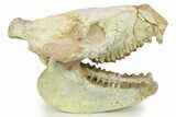 Fossil Oreodont (Merycoidodon) Skull - South Dakota #284203-1